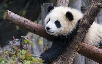 跟数据科学家相比，数据工程师更需要哪些技能？
