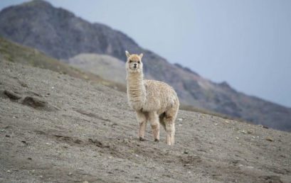 如何使用Code Llama构建自己的LLM编码助手