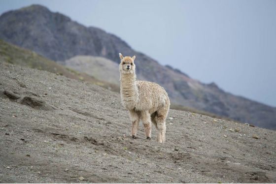 如何使用Code Llama构建自己的LLM编码助手